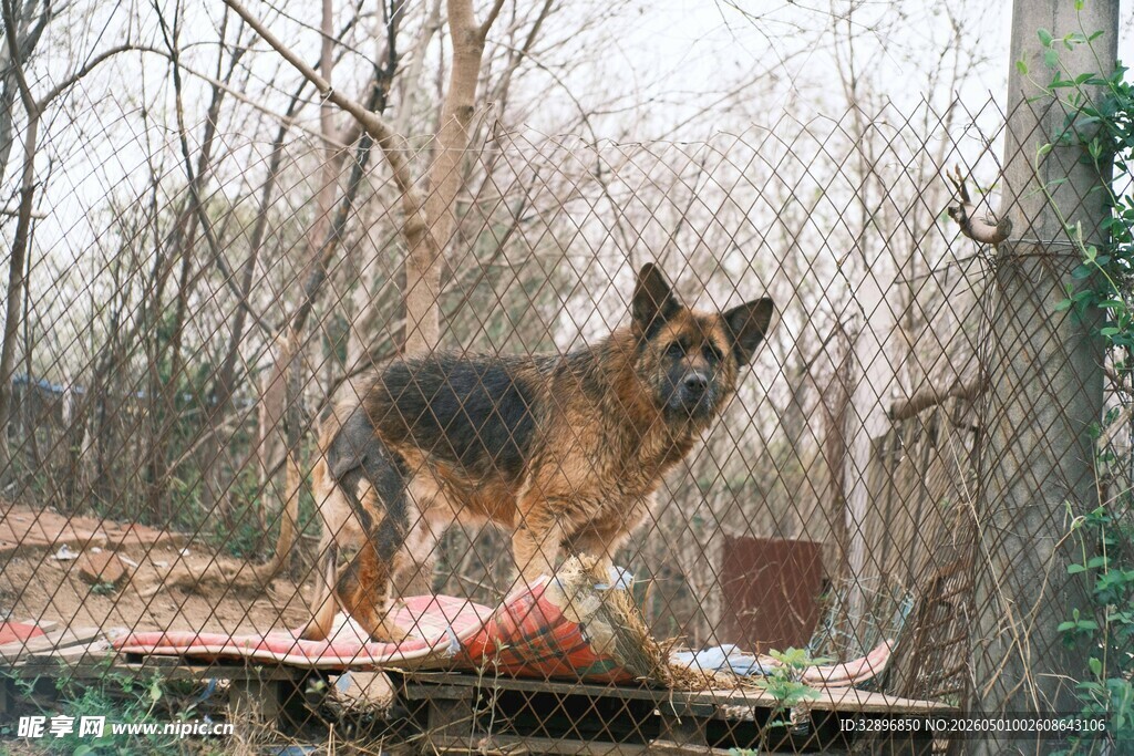 森林中站立的德国牧羊犬