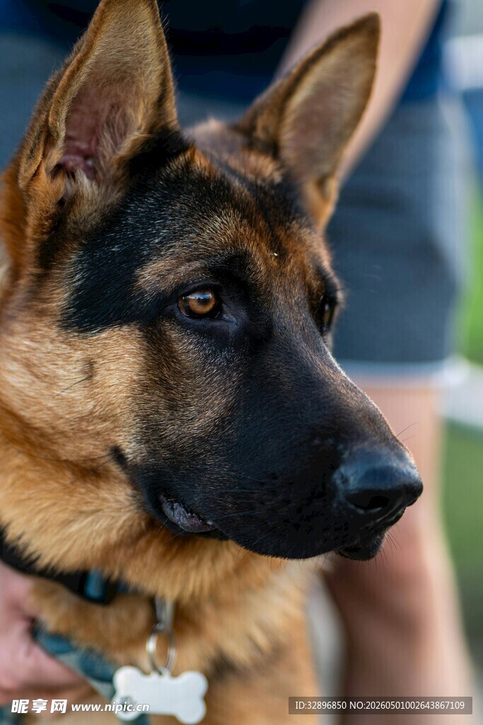 帅气德国牧羊犬特写