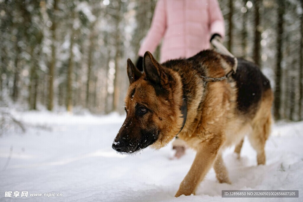 女子雪地牵德国牧羊犬漫步