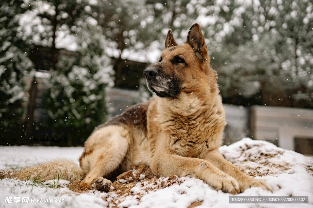 雪地中休憩的德国牧羊犬