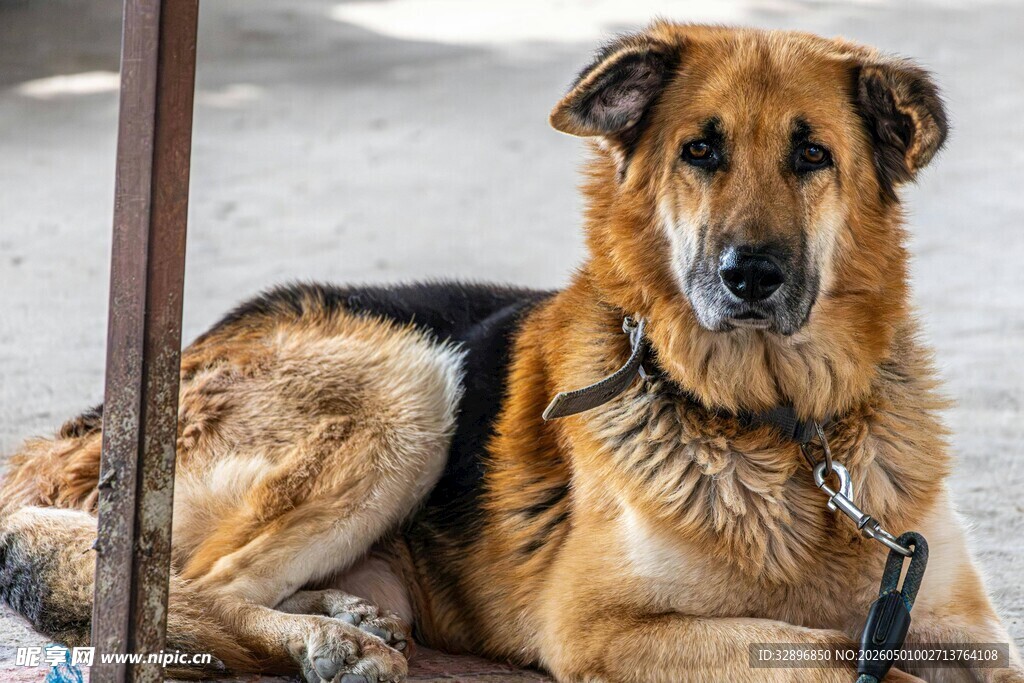 趴着的德国牧羊犬