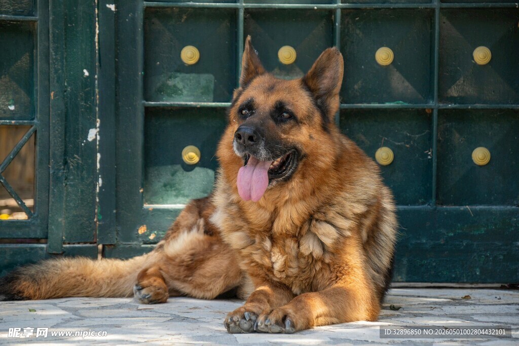 德国牧羊犬悠闲趴坐