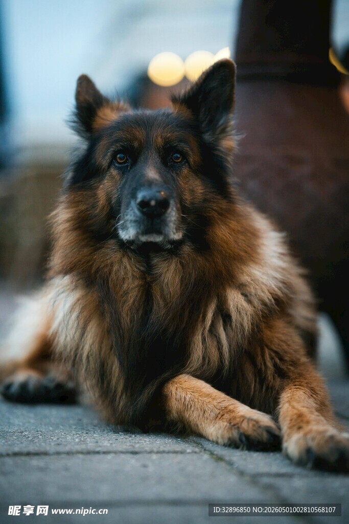 趴卧的长毛德国牧羊犬