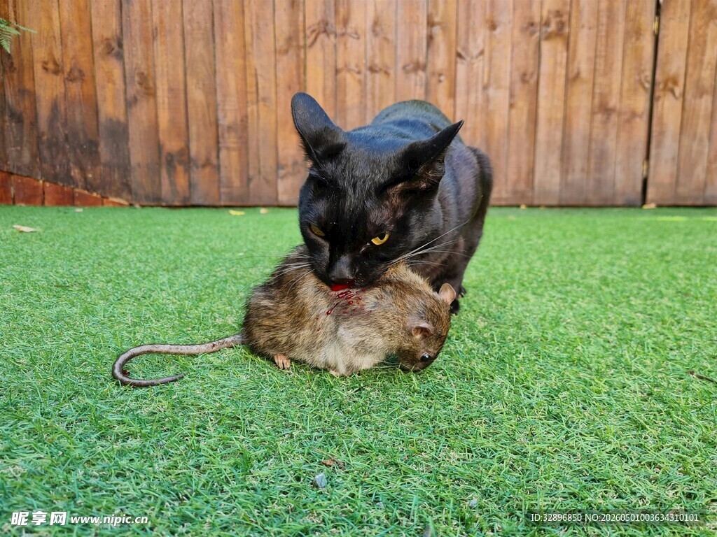 黑猫草地捕鼠瞬间