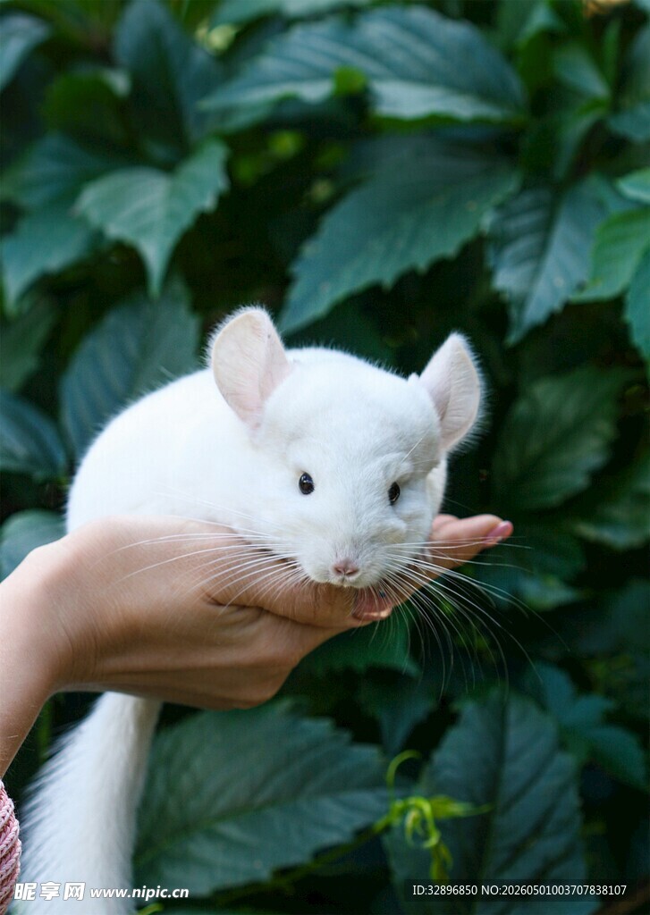 手托可爱小白鼠