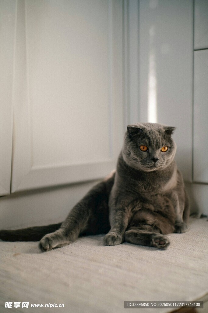 窗边慵懒猫咪