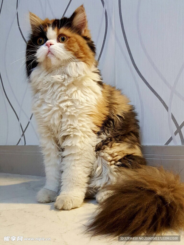 三色长毛猫端坐姿态优雅