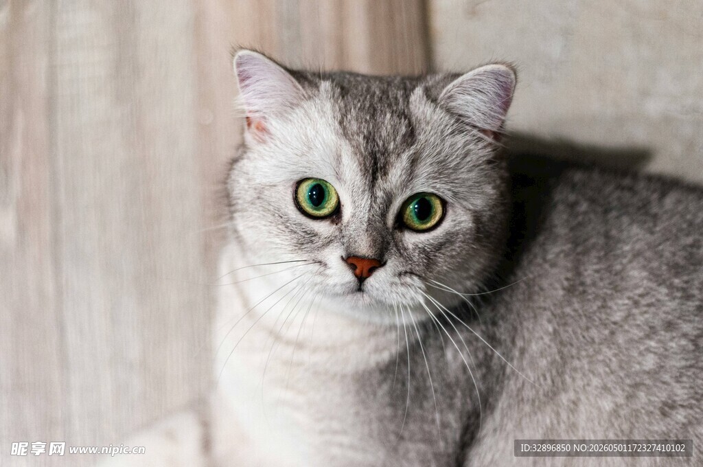 银灰猫咪瞪大双眼