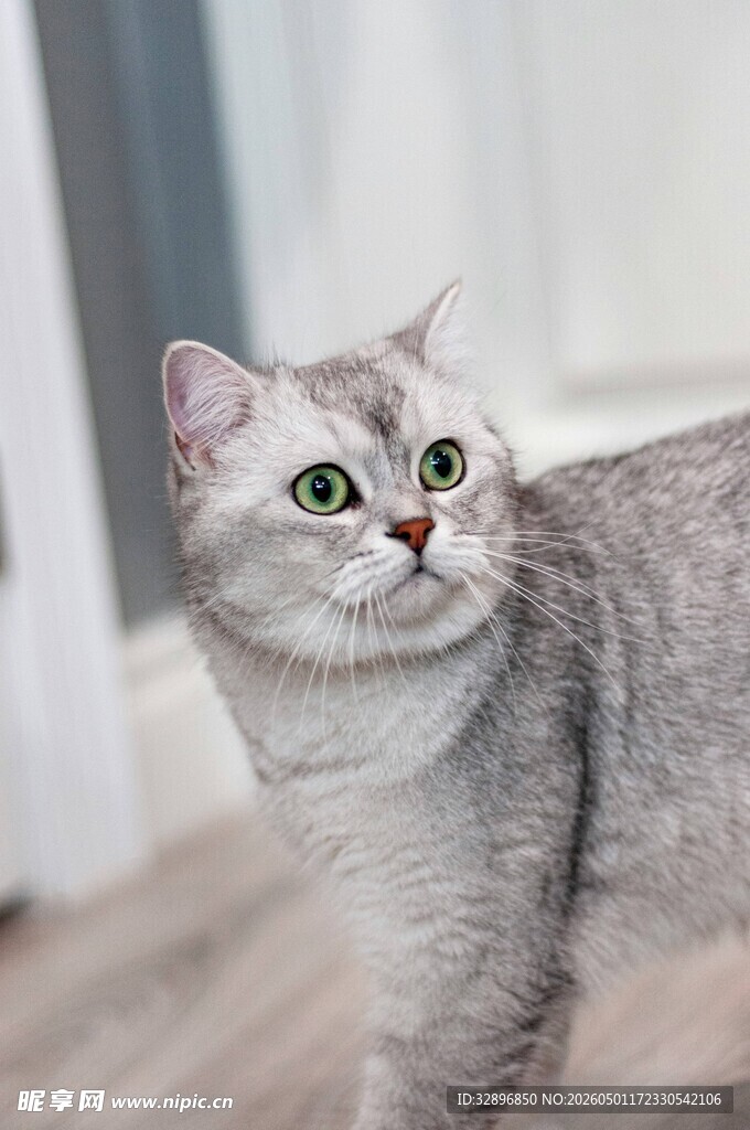银渐层猫咪好奇张望