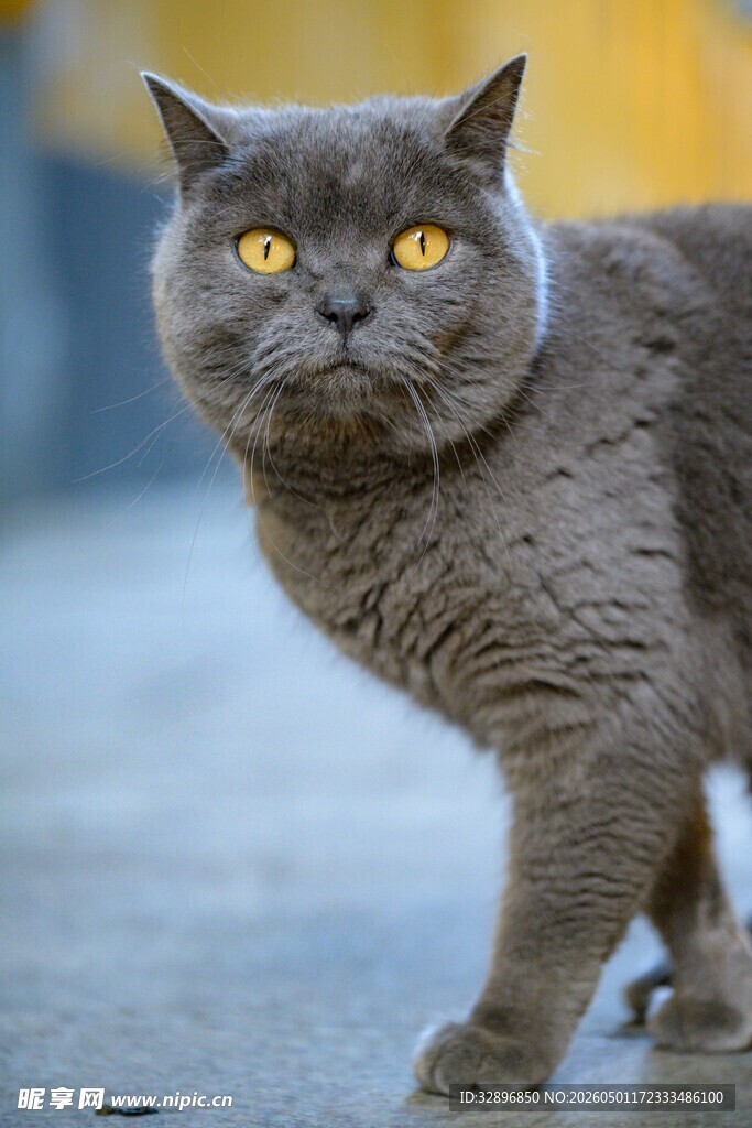 灰蓝猫咪眼神锐利凝视