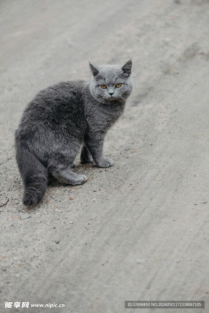 灰猫蹲坐于砂石路面