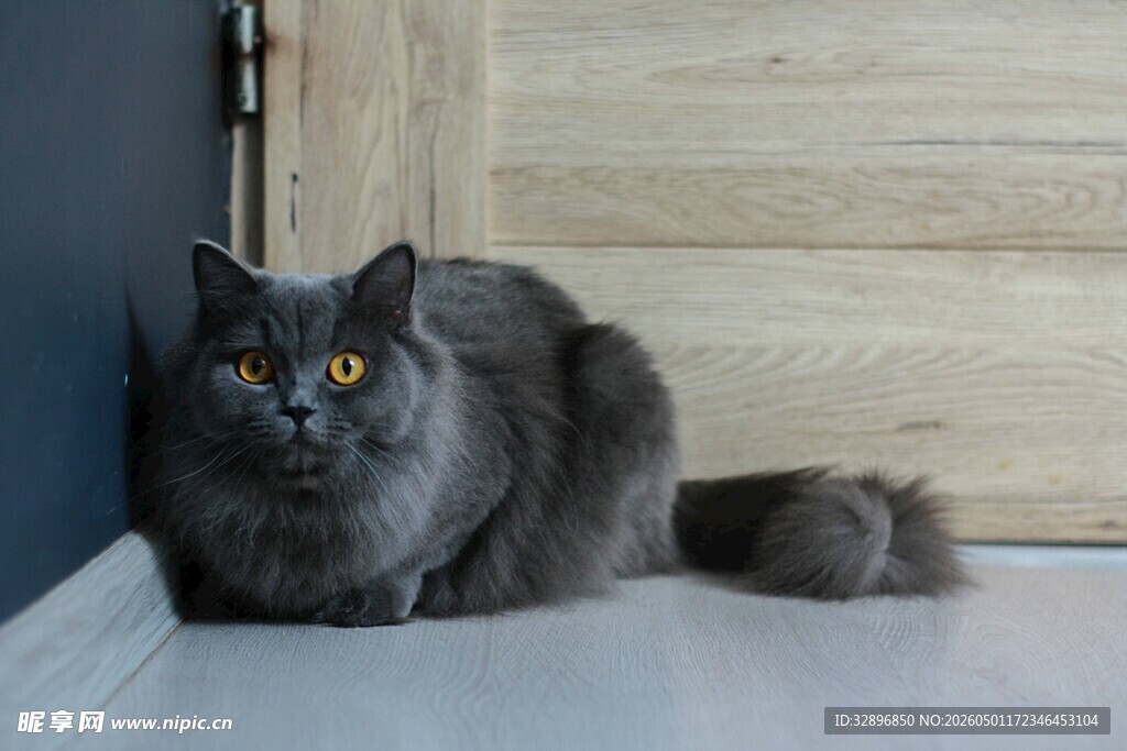灰毛猫咪靠墙安静蹲坐