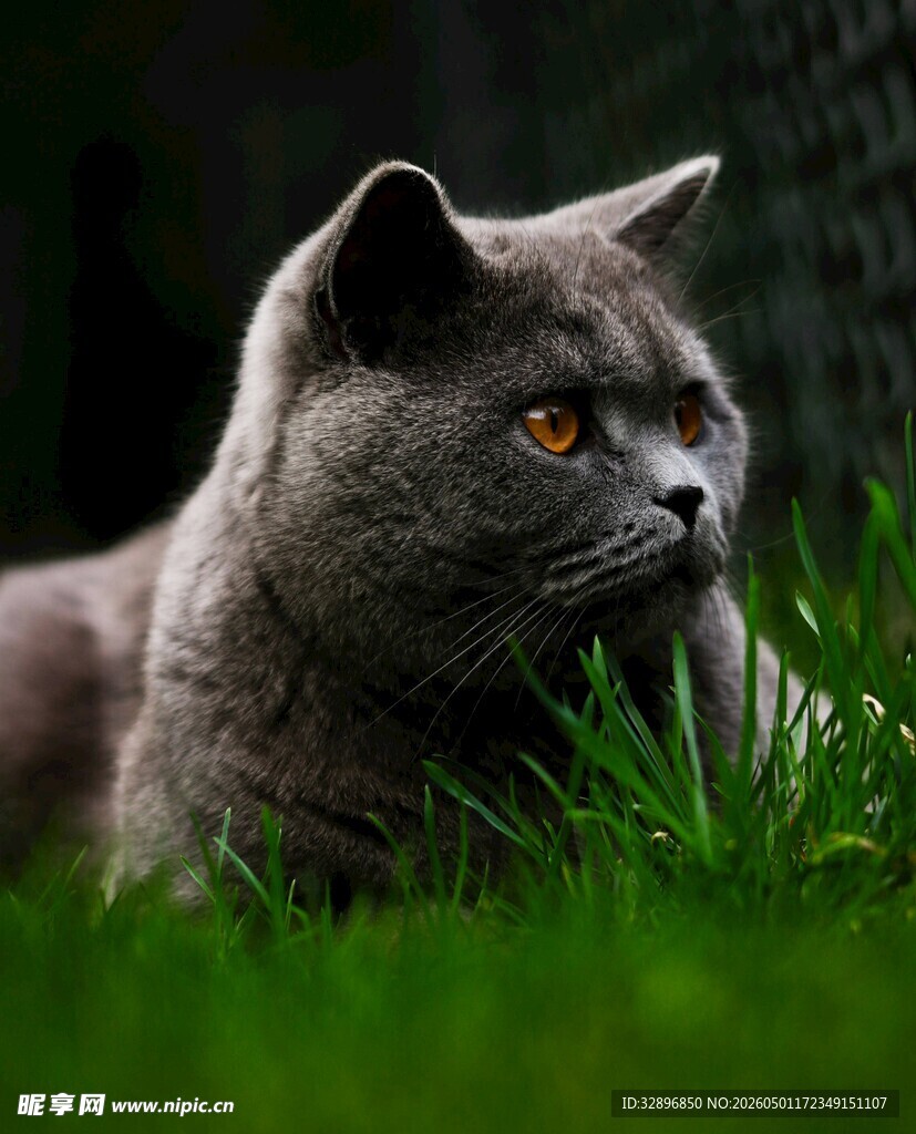 草地上的灰蓝猫