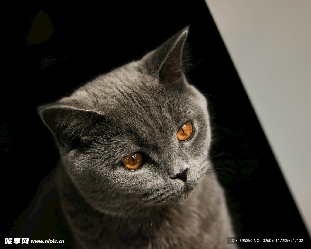灰蓝猫咪凝视瞬间
