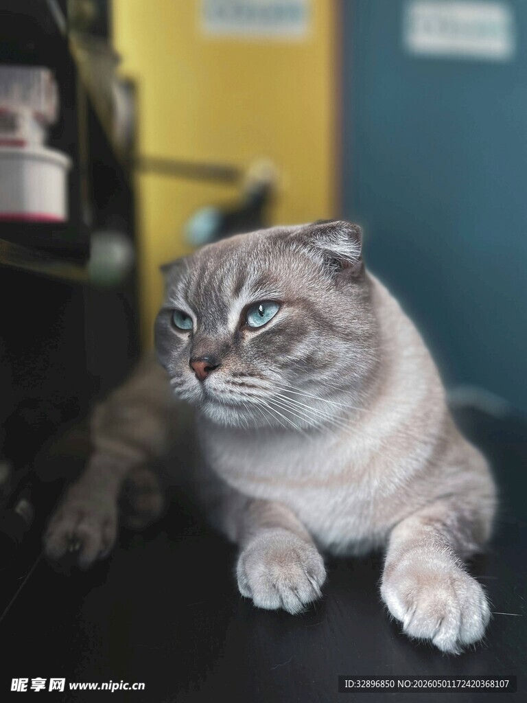 慵懒猫咪惬意趴坐