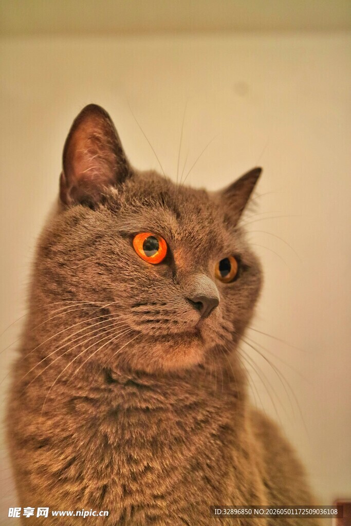 灰毛猫咪的炯炯眼神