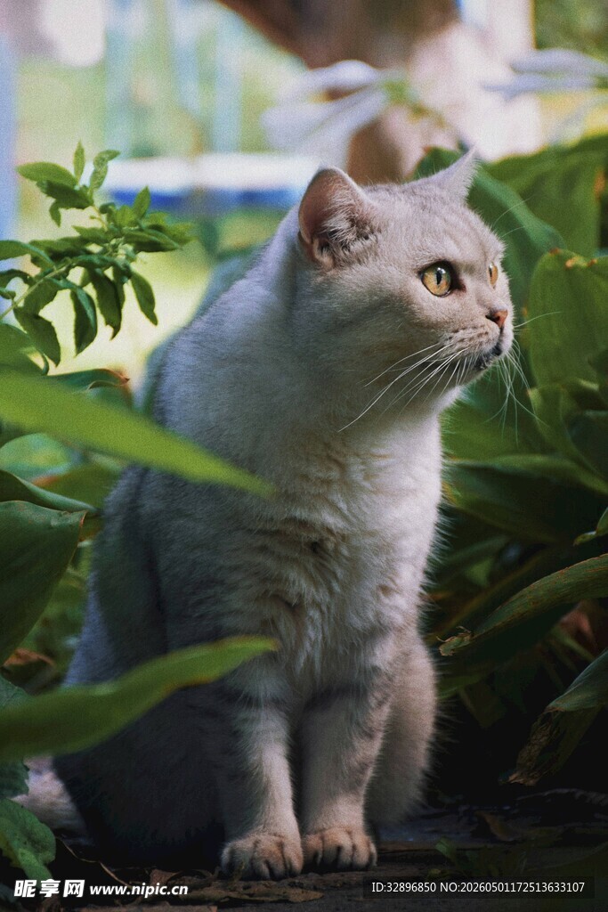 绿植间的可爱猫咪