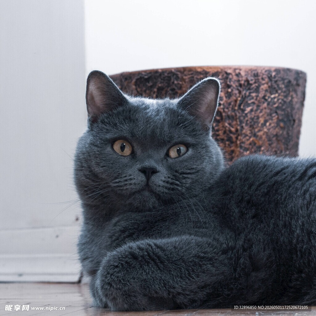 灰色猫咪安静趴坐