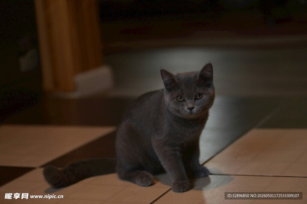 灰色小猫安静坐于地板