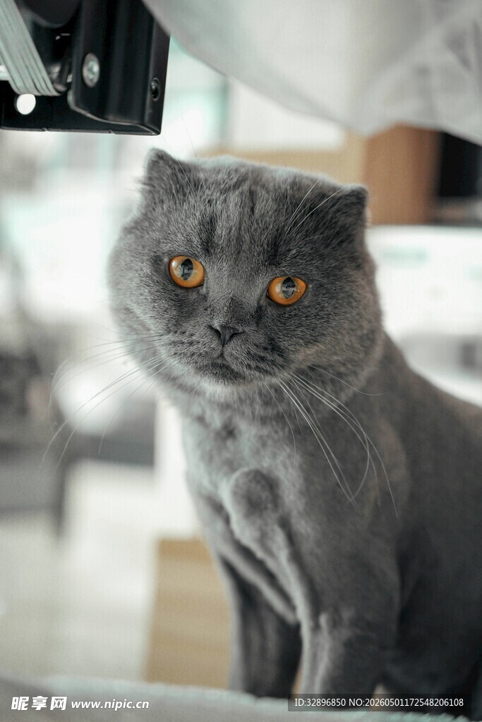灰色萌猫端坐