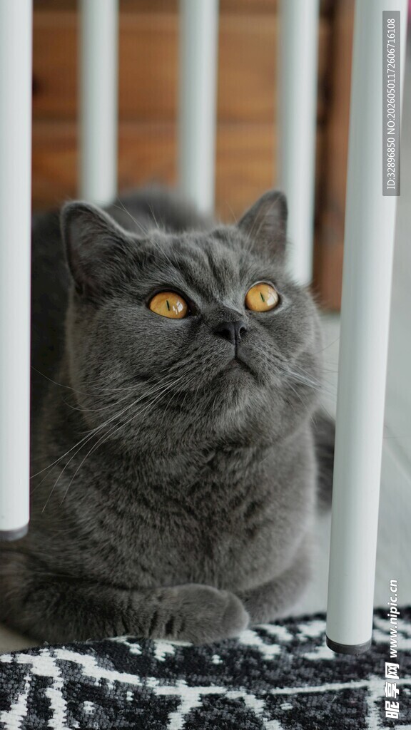 灰猫探头好奇张望