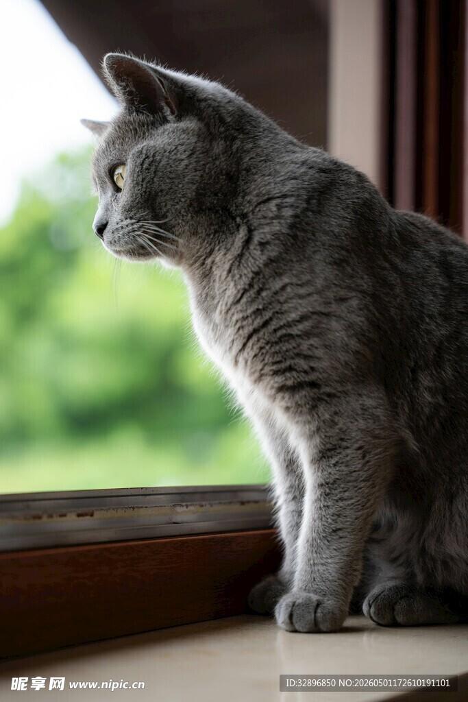 窗边的灰猫