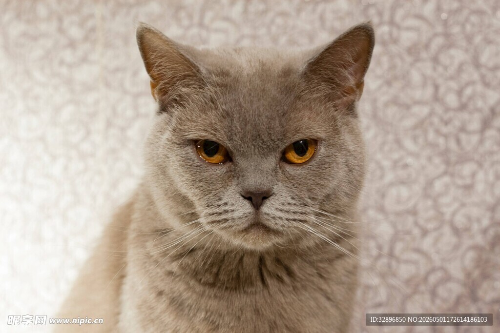 灰毛猫咪的凝视