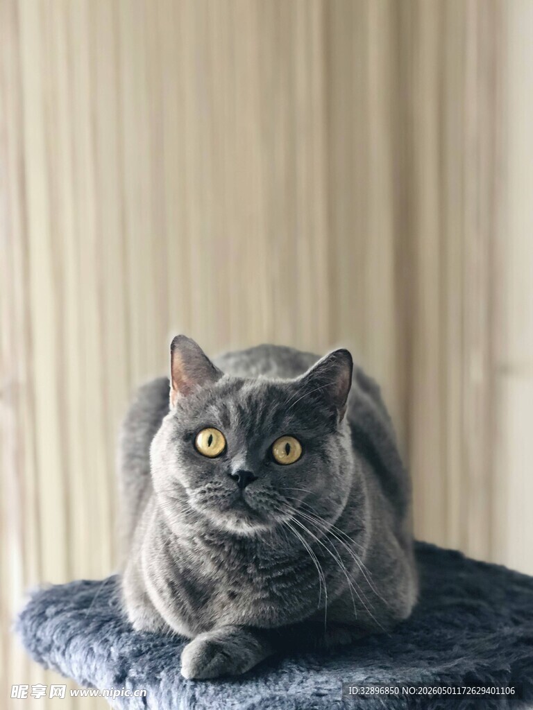 灰色猫咪趴窝中