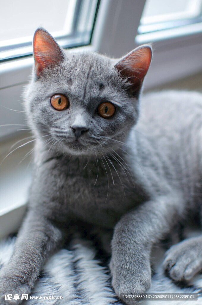 可爱灰蓝猫趴卧姿态