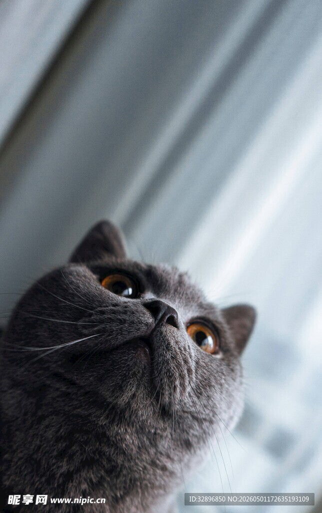 仰望的灰猫