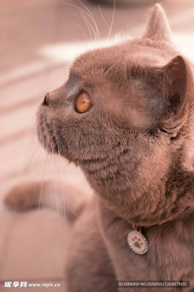 可爱猫咪侧头凝望