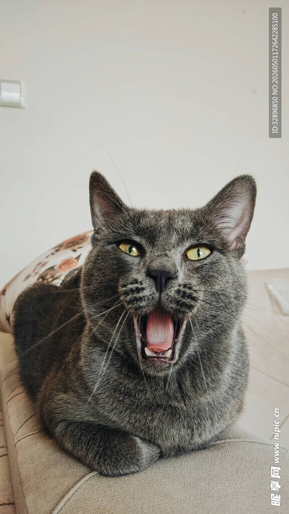 张嘴打哈欠的灰猫