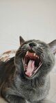打哈欠的灰猫