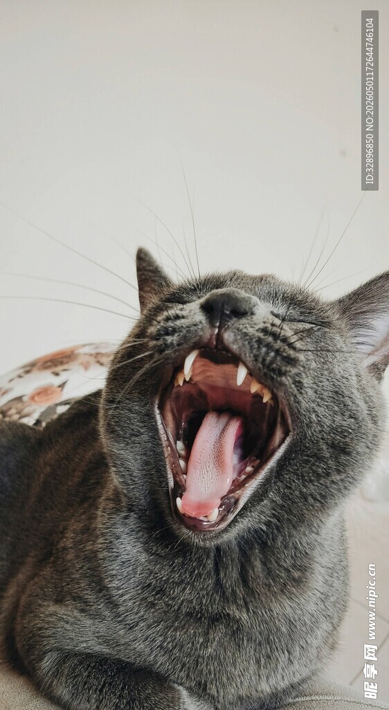 打哈欠的灰猫