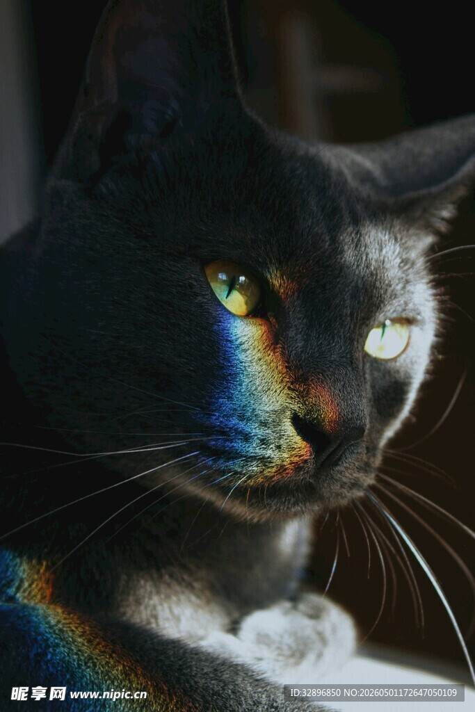 黑猫脸上的绚丽彩虹光影