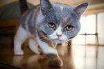 灰蓝猫咪在室内地板行走