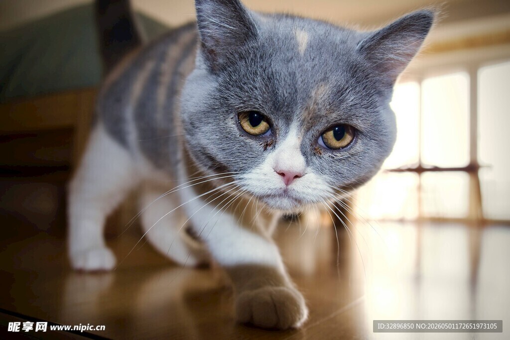 灰蓝猫咪在室内地板行走