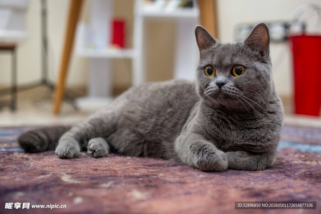 灰色猫咪惬意趴地毯上