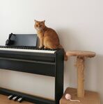橘猫端坐于钢琴上