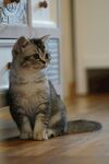 可爱猫咪端坐木地板