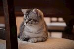 乖巧猫咪安静趴坐