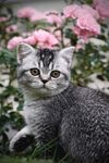 花丛中的可爱小猫咪