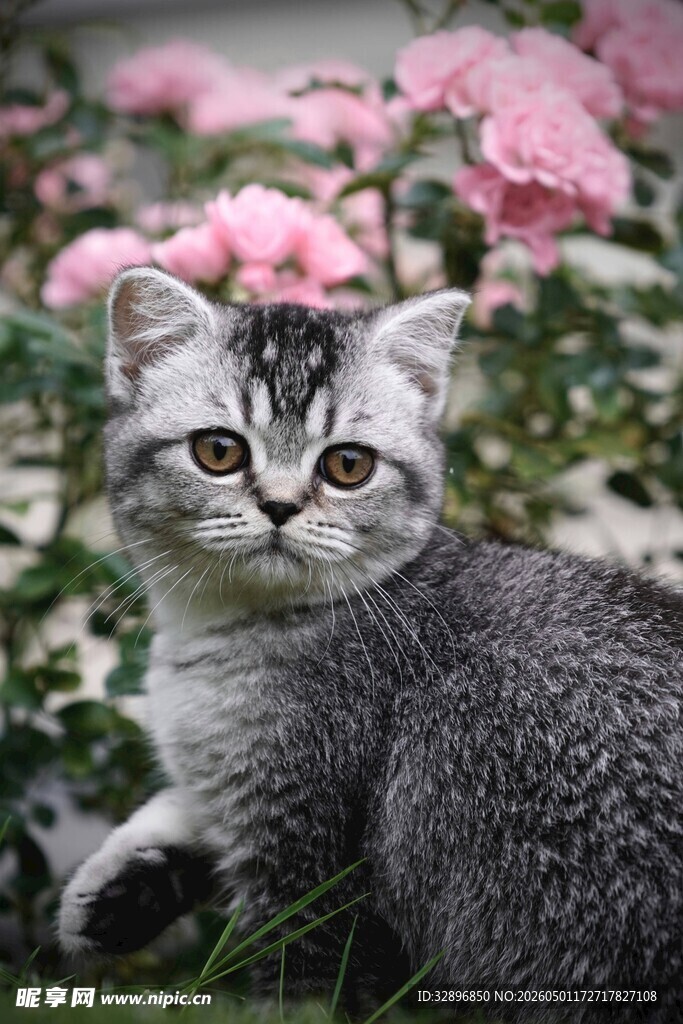 花丛中的可爱小猫咪