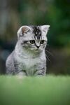 可爱小猫咪蹲坐绿草地