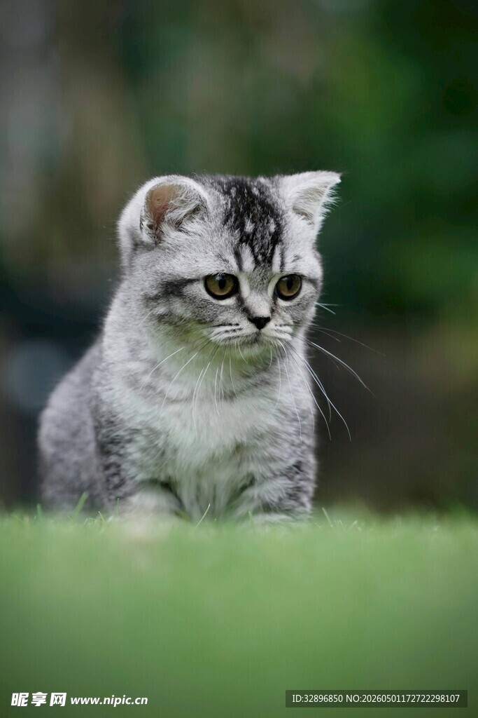 可爱小猫咪蹲坐绿草地