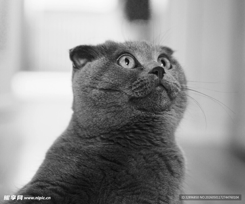 抬头凝视的可爱猫咪