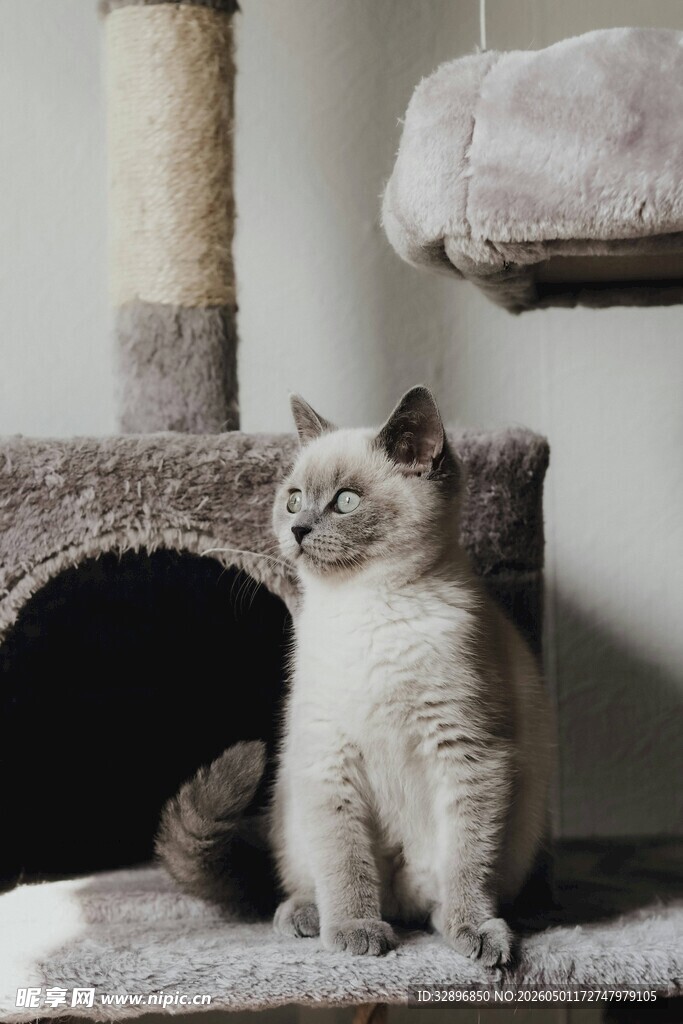 可爱猫咪端坐猫窝旁