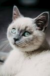 蓝眼暹罗猫优雅姿态