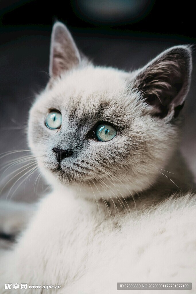 蓝眼暹罗猫优雅姿态