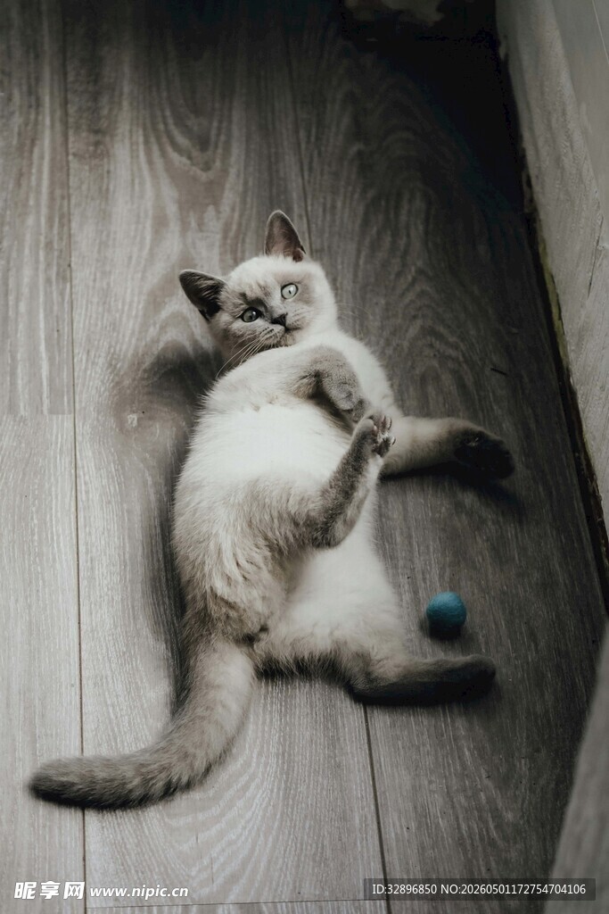 躺地玩耍的可爱猫咪